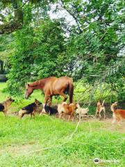 Noah's Ark Natural Animal Sanctuary