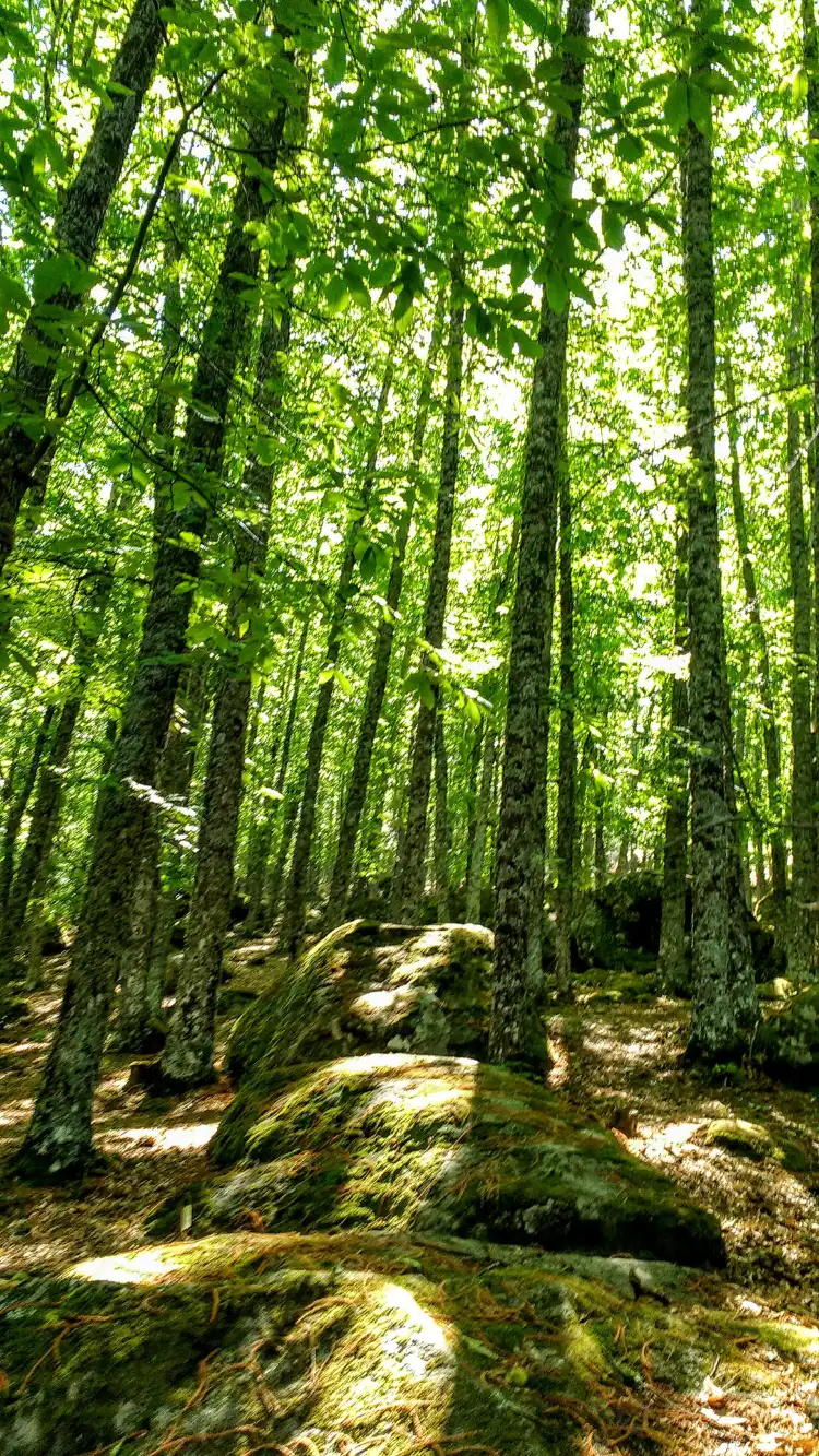 Hôtels à : Comarca de Burgohondo - el Tiemblo - Cebreros