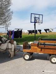 The Li'l Country Store & Miniature Horse Farm