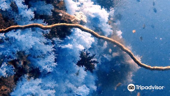 The Great White Wall