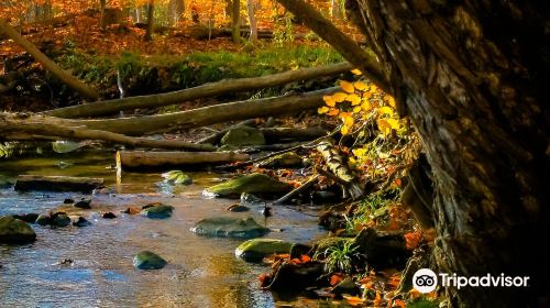 Medway Valley Heritage Forest