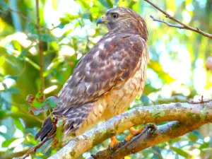 Hardee County Wildlife Refuge