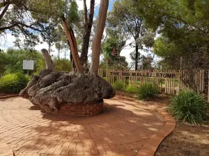 The Big Mallee Root Stump