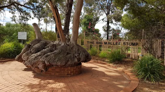 The Big Mallee Root Stump