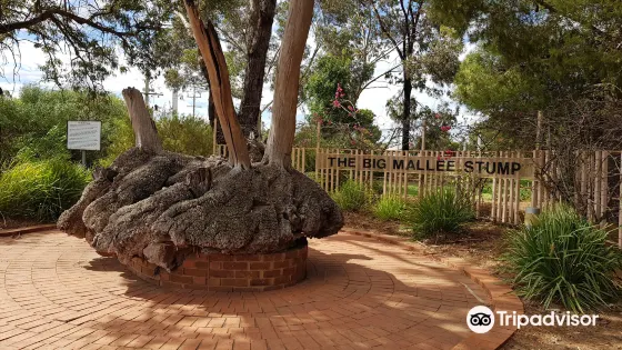 Big Mallee Root Stump