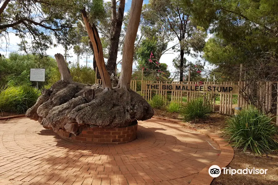 The Big Mallee Root Stump