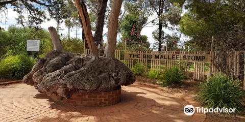 Big Mallee Root Stump