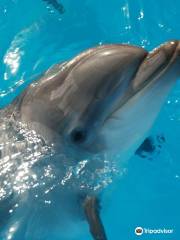 Novorossiysk Dolphinarium Sea Life