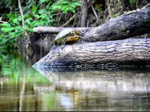 Alafia River State Park