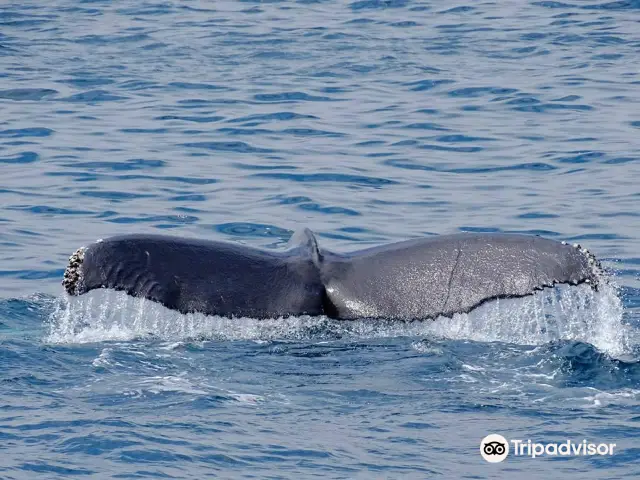 Whale Watching At Sea in Los Angeles