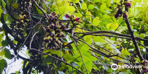 Growing Area of Kamaekazura