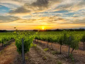 Bodegas Osca