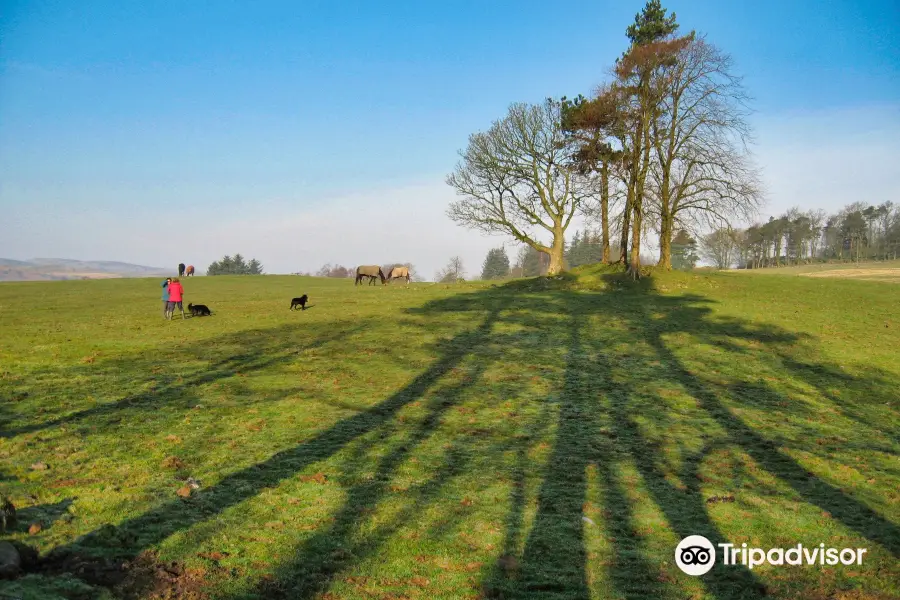 Kilmacolm Meadow