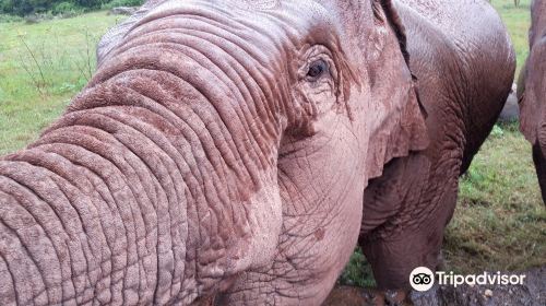 Vang Vieng Elephant Sanctuary Office