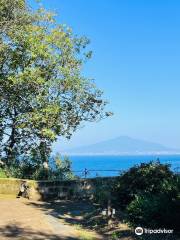 Vivaio Ruoppo - Sorrento Lemon Farm