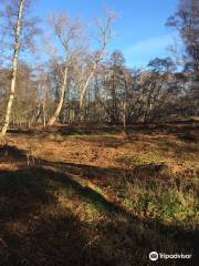 Holme Fen National Nature Reserve