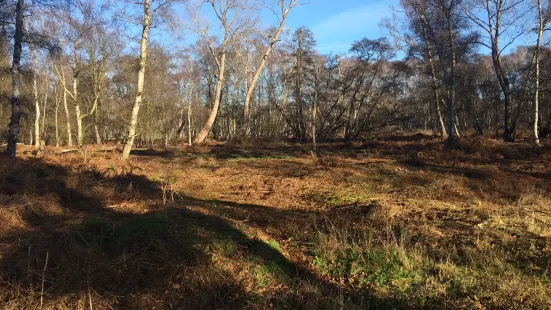 Holme Fen National Nature Reserve