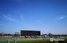 阪神競馬場