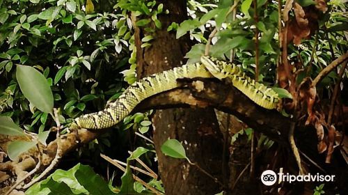 Snake Temple