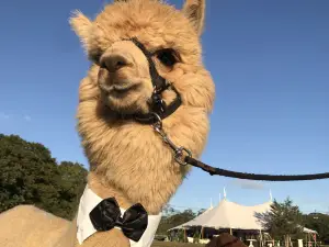 Island Alpaca Company