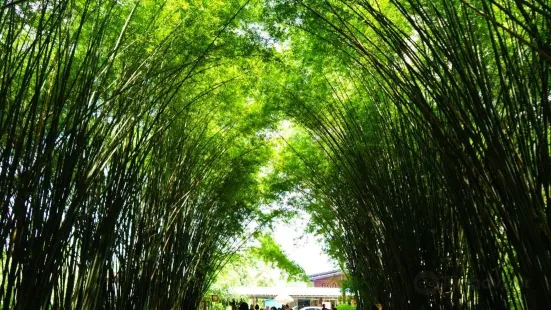 Bamboo Grove - Chulapornwararam Temple