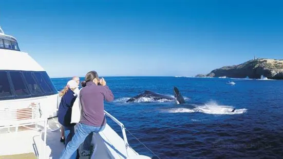 Tangalooma Whale Watch Cruises