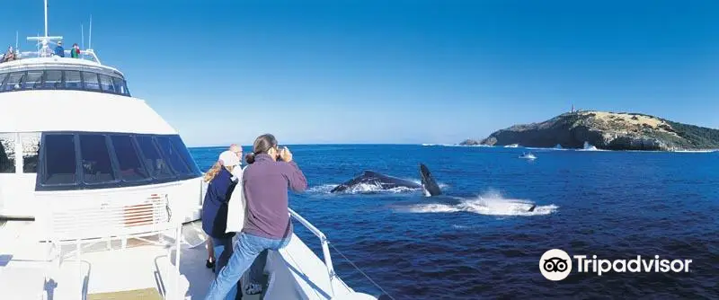 Tangalooma Whale Watch Cruises