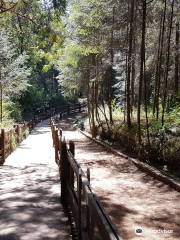 Santuario de la Mariposa Monarca - Piedra Herrada