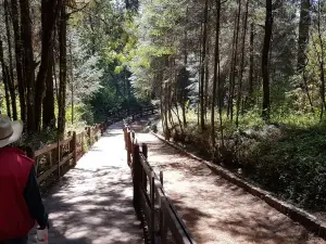 Santuario Piedra Herrada, Monarch Butterflies Sanctuary, Temascaltepec