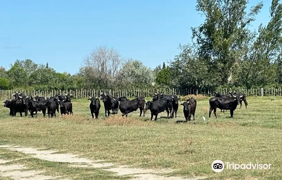 Nature et Decouvertes de la Camargue en 4x4