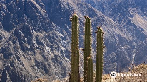 Condor's Cross