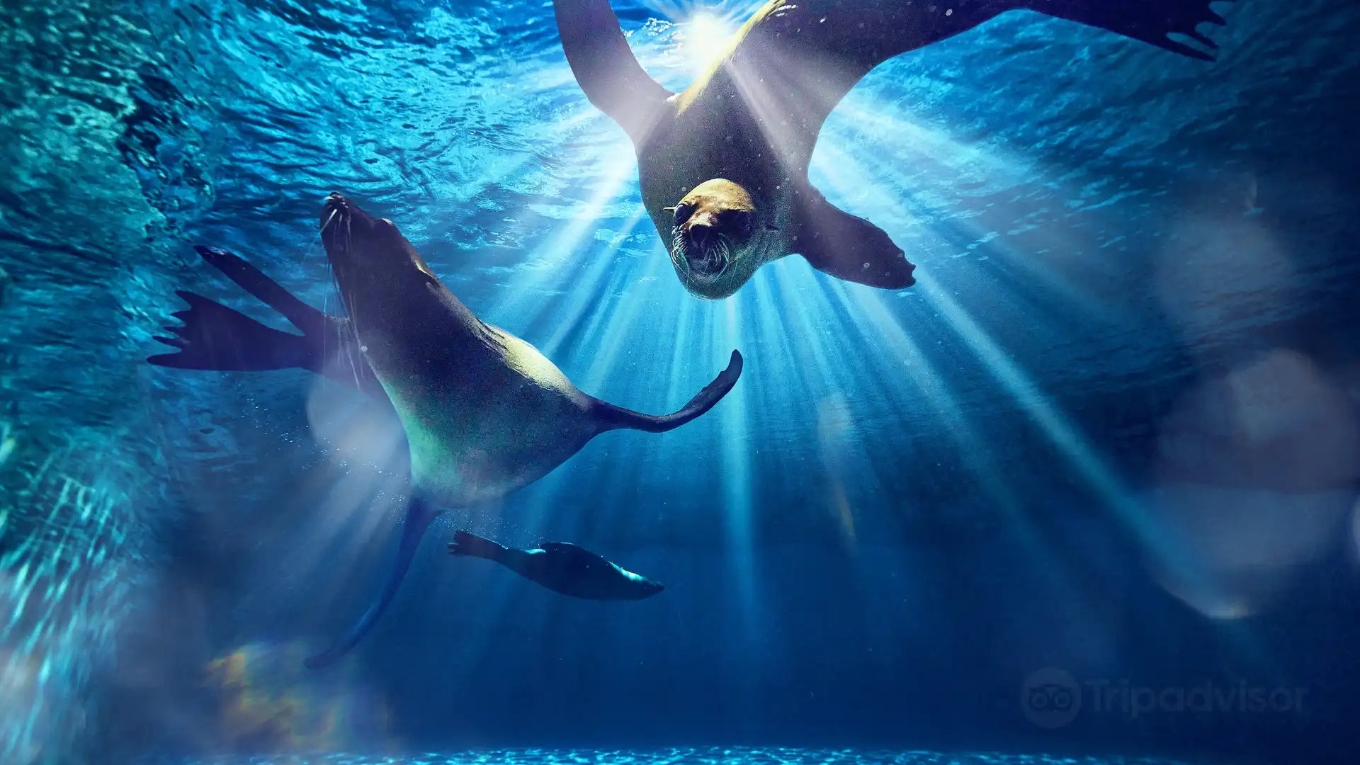 Hotels near Sea Lion Point at Aquaventure World