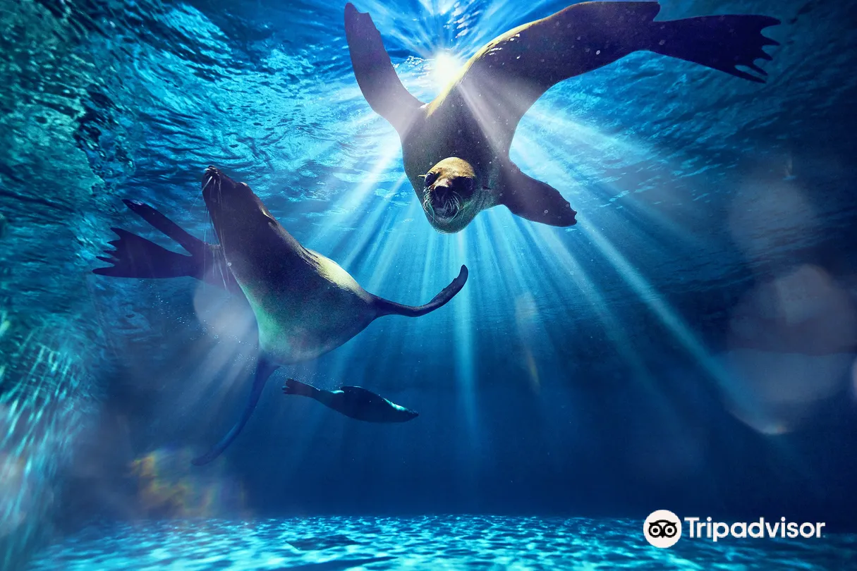 1_杜拜亞特蘭蒂斯海獅角