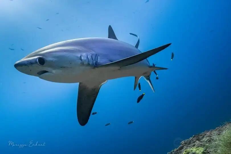 5_Evolution Diving