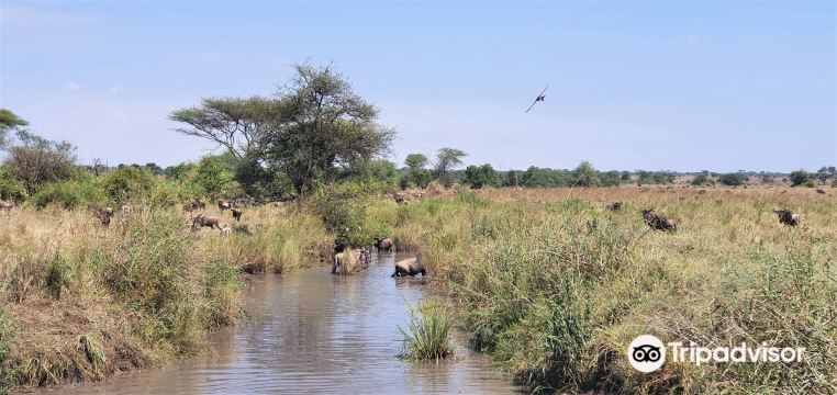 Shemeji Safari