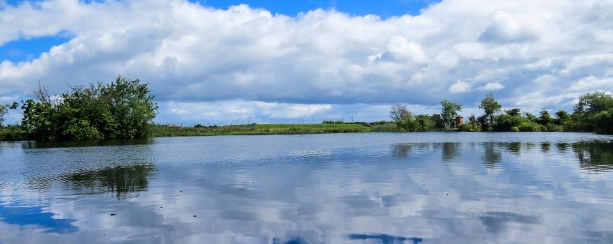 WWT Castle Espie