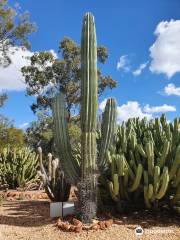Bevans Black Opal & Cactus Nursery