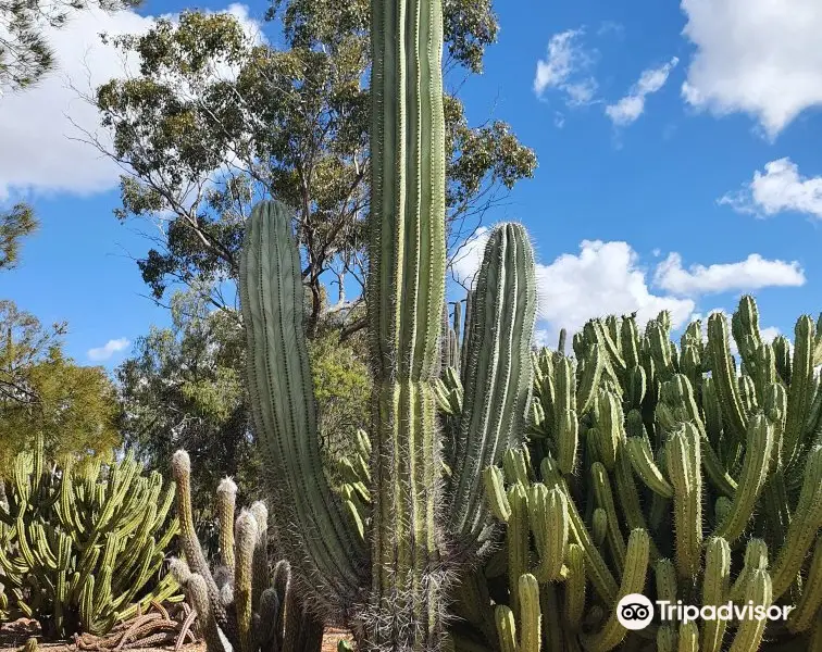 Bevans Black Opal & Cactus Nursery