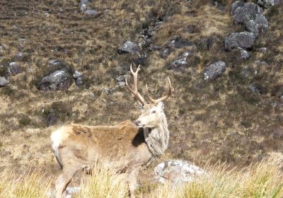 Glen Torridon