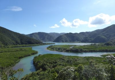 Mangrove Primeval Forest