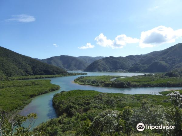 Virgin Forest of Mangrove.
