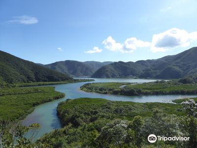 Virgin Forest of Mangrove.