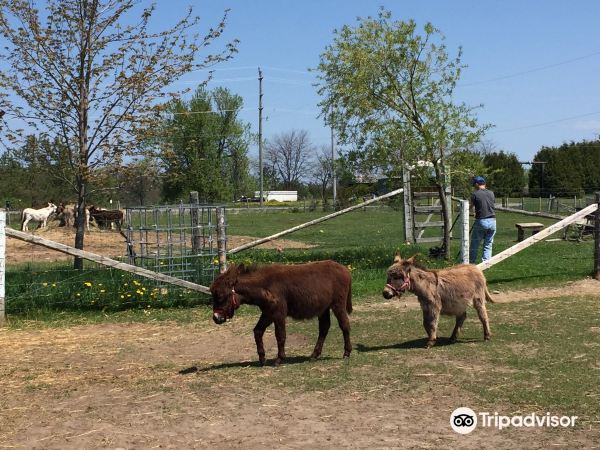 PrimRose Donkey Sanctuary