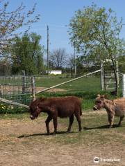 PrimRose Donkey Sanctuary