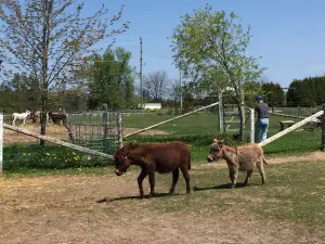 PrimRose Donkey Sanctuary