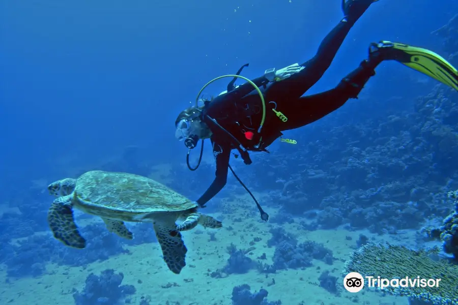 Native Diving