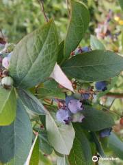 Beacon Food Forest