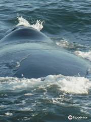 Hermanus Whale Cruises