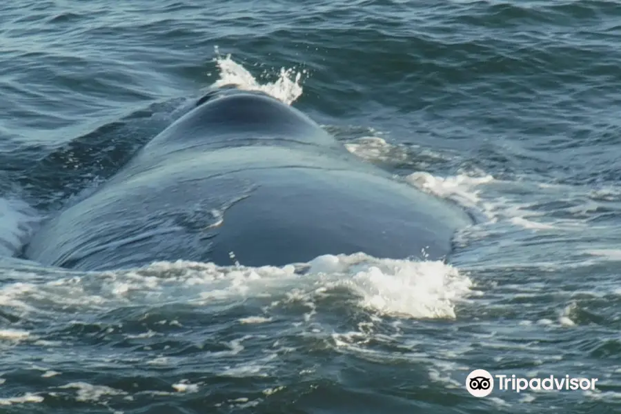 Hermanus Whale Cruises