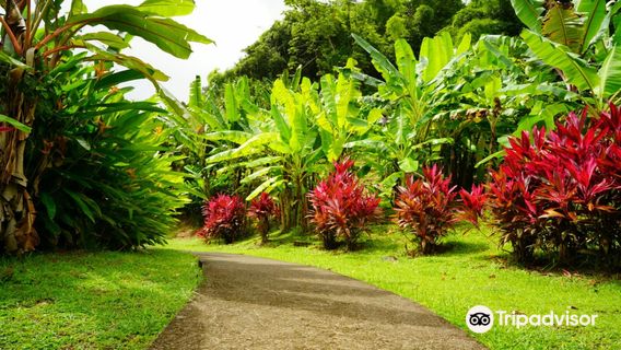 Museum of the Banana